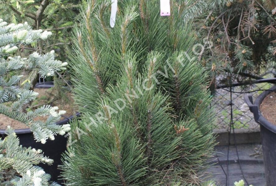 Borovice černá 'Molette' - Pinus nigra 'Molette'