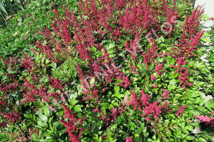 Čechrava japonská 'Red Sentinel' - Astilbe japonica 'Red Sentinel'