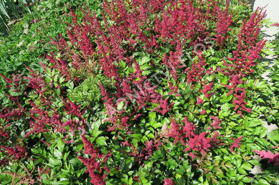 Čechrava japonská 'Red Sentinel' - Astilbe japonica 'Red Sentinel'