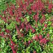 Čechrava japonská 'Red Sentinel' - Astilbe japonica 'Red Sentinel'