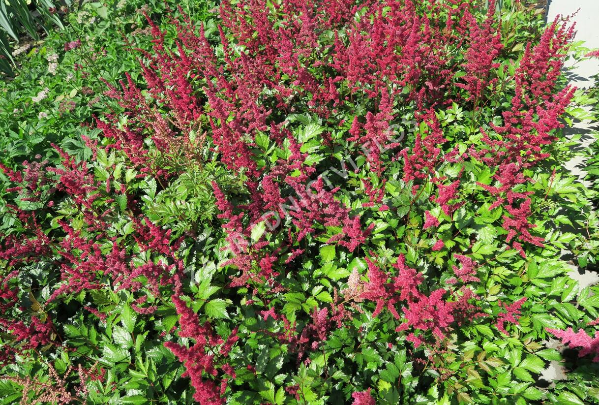 Čechrava japonská 'Red Sentinel' - Astilbe japonica 'Red Sentinel'