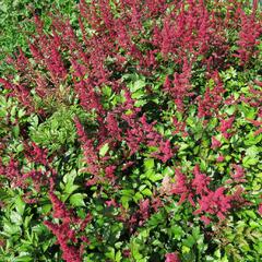 Čechrava japonská 'Red Sentinel' - Astilbe japonica 'Red Sentinel'