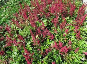 Čechrava japonská 'Red Sentinel' - Astilbe japonica 'Red Sentinel'