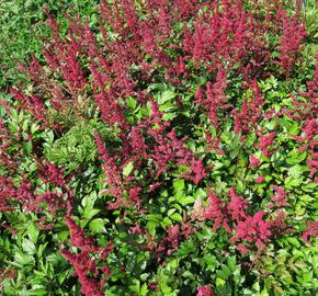 Čechrava japonská 'Red Sentinel' - Astilbe japonica 'Red Sentinel'