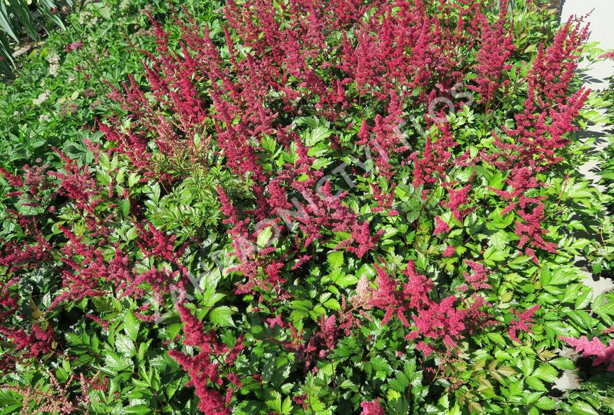 Čechrava japonská 'Red Sentinel' - Astilbe japonica 'Red Sentinel'