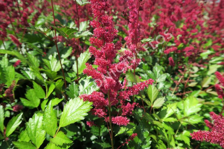 Čechrava japonská 'Red Sentinel' - Astilbe japonica 'Red Sentinel'