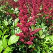 Čechrava japonská 'Red Sentinel' - Astilbe japonica 'Red Sentinel'