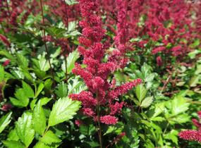 Čechrava japonská 'Red Sentinel' - Astilbe japonica 'Red Sentinel'
