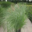 Ozdobnice čínská 'Gracillimus' - Miscanthus sinensis 'Gracillimus'