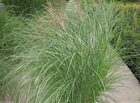 Ozdobnice čínská 'Gracillimus' - Miscanthus sinensis 'Gracillimus'