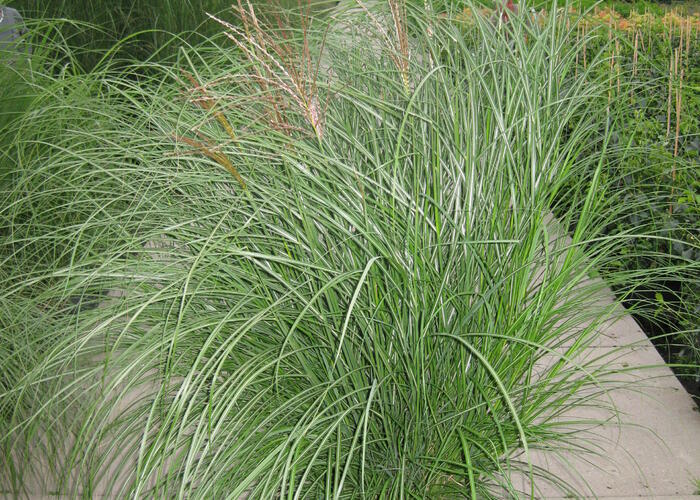 Ozdobnice čínská 'Gracillimus' - Miscanthus sinensis 'Gracillimus'