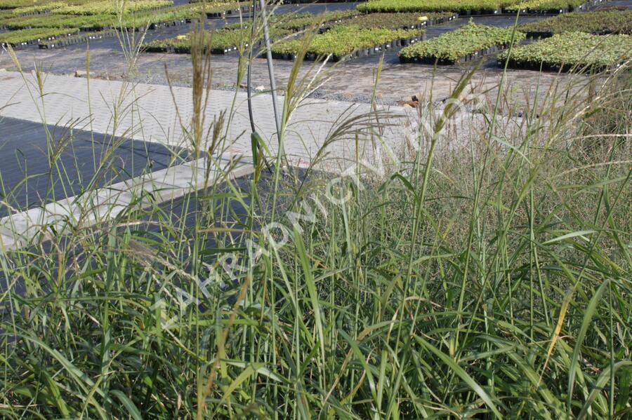 Ozdobnice čínská 'Gracillimus' - Miscanthus sinensis 'Gracillimus'