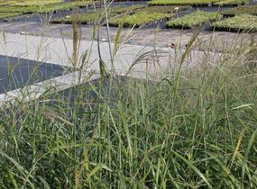 Ozdobnice čínská 'Gracillimus' - Miscanthus sinensis 'Gracillimus'