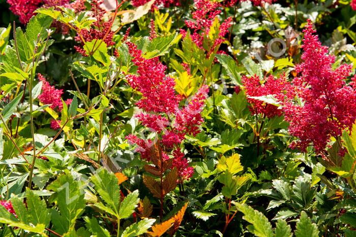 Čechrava Arendsova 'Glut' - Astilbe arendsii 'Glut'