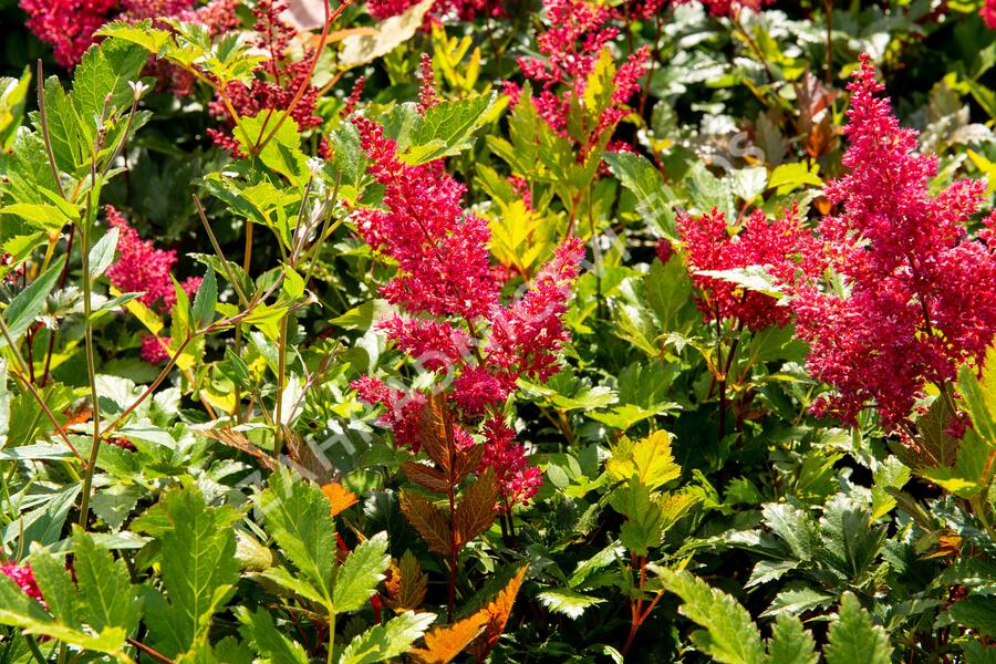 Čechrava Arendsova 'Glut' - Astilbe arendsii 'Glut'