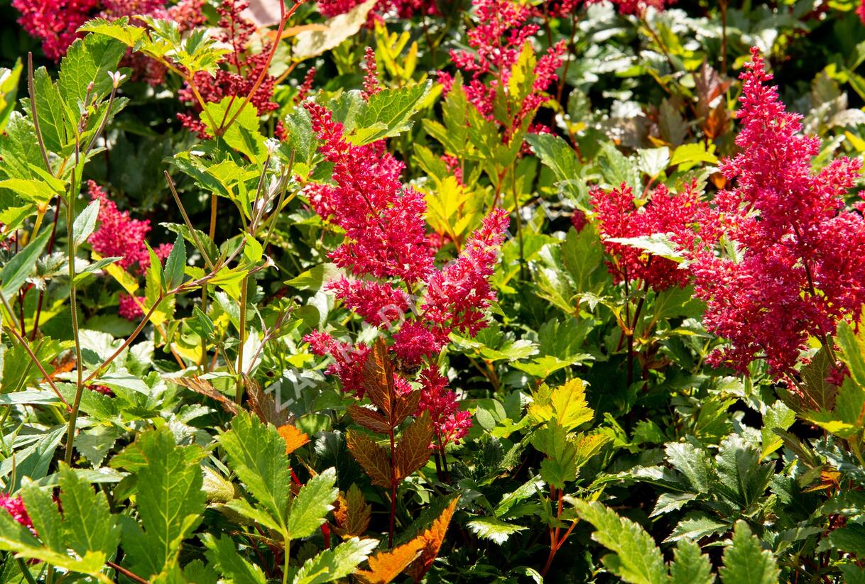 Čechrava Arendsova 'Glut' - Astilbe arendsii 'Glut'