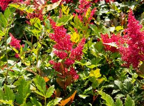 Čechrava Arendsova 'Glut' - Astilbe arendsii 'Glut'