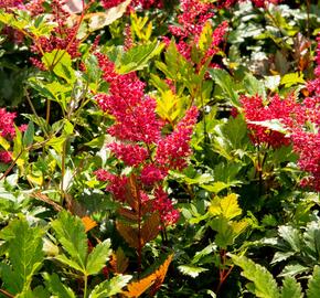 Čechrava Arendsova 'Glut' - Astilbe arendsii 'Glut'