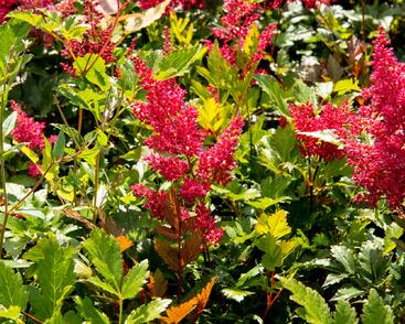 Čechrava Arendsova 'Glut'