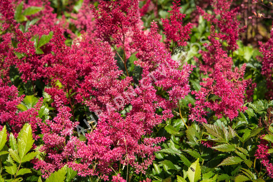 Čechrava Arendsova 'Glut' - Astilbe arendsii 'Glut'
