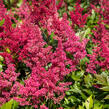 Čechrava Arendsova 'Glut' - Astilbe arendsii 'Glut'
