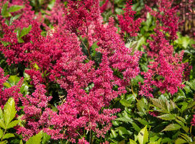 Čechrava Arendsova 'Glut' - Astilbe arendsii 'Glut'