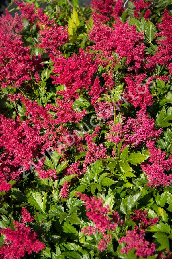 Čechrava Arendsova 'Glut' - Astilbe arendsii 'Glut'