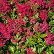 Čechrava Arendsova 'Glut' - Astilbe arendsii 'Glut'