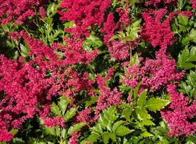 Čechrava Arendsova 'Glut' - Astilbe arendsii 'Glut'