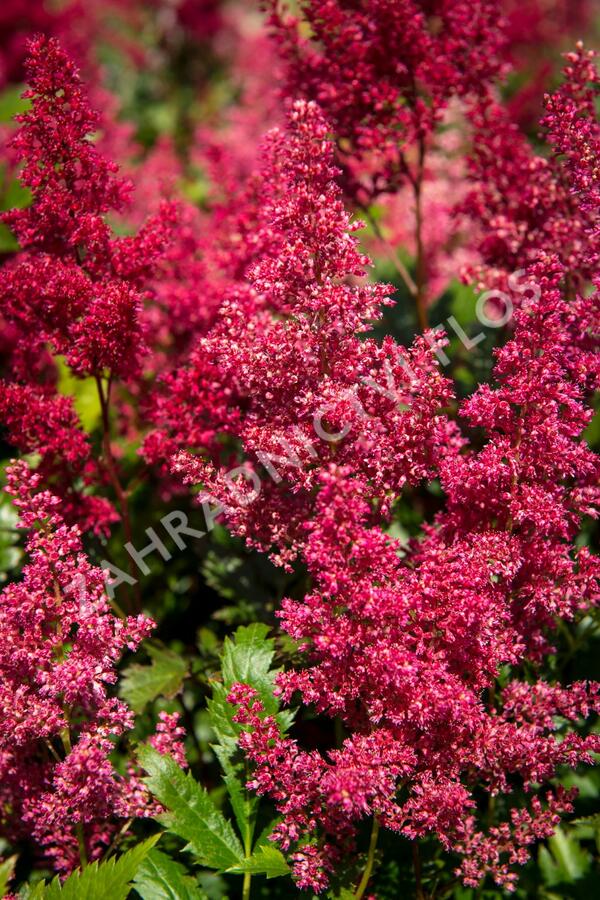 Čechrava Arendsova 'Glut' - Astilbe arendsii 'Glut'