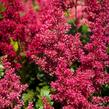 Čechrava Arendsova 'Glut' - Astilbe arendsii 'Glut'