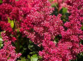 Čechrava Arendsova 'Glut' - Astilbe arendsii 'Glut'