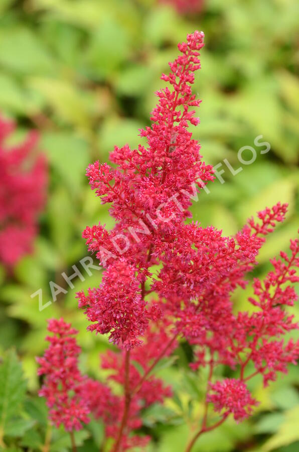 Čechrava Arendsova 'Fanal' - Astilbe arendsii 'Fanal'