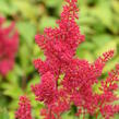 Čechrava Arendsova 'Fanal' - Astilbe arendsii 'Fanal'