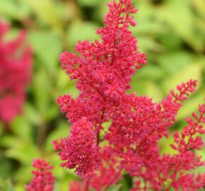 Čechrava Arendsova 'Fanal' - Astilbe arendsii 'Fanal'