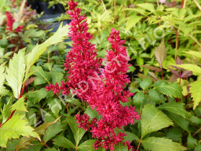 Čechrava Arendsova 'Fanal' - Astilbe arendsii 'Fanal'