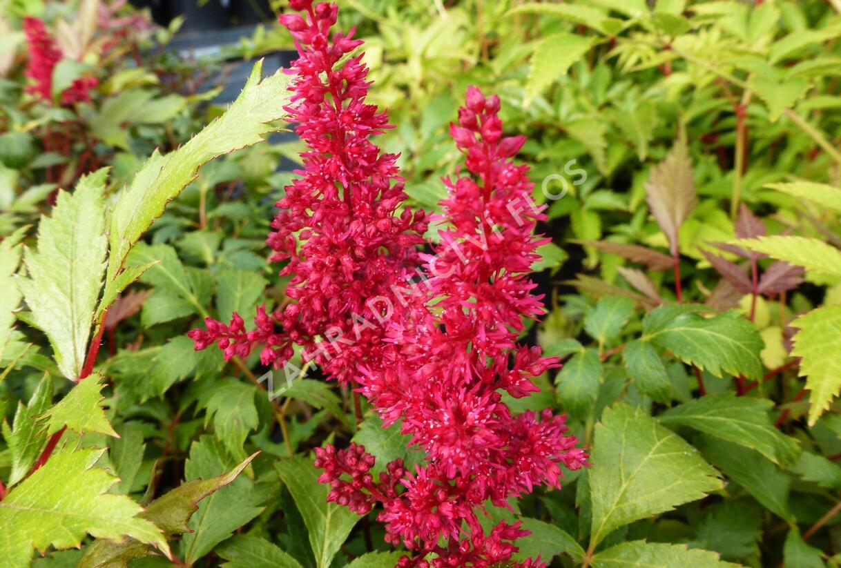 Čechrava Arendsova 'Fanal' - Astilbe arendsii 'Fanal'