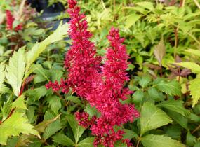 Čechrava Arendsova 'Fanal' - Astilbe arendsii 'Fanal'