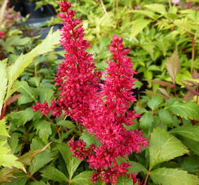 Čechrava Arendsova 'Fanal' - Astilbe arendsii 'Fanal'