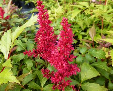 Čechrava Arendsova 'Fanal'