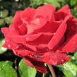 Růže velkokvětá Poulsen 'Ingrid Bergman' - Rosa VK 'Ingrid Bergman'