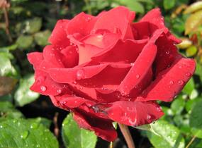 Růže velkokvětá Poulsen 'Ingrid Bergman' - Rosa VK 'Ingrid Bergman'