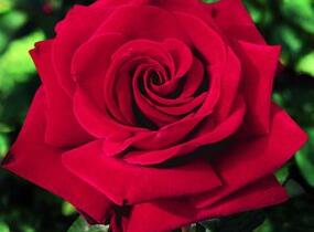 Růže velkokvětá Poulsen 'Ingrid Bergman' - Rosa VK 'Ingrid Bergman'