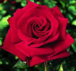 Růže velkokvětá Poulsen 'Ingrid Bergman' - Rosa VK 'Ingrid Bergman'