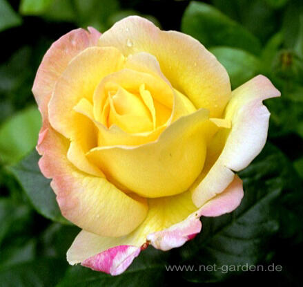 Růže velkokvětá 'Gloria Dei' - Rosa VK 'Gloria Dei'