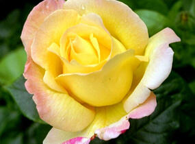 Růže velkokvětá 'Gloria Dei' - Rosa VK 'Gloria Dei'