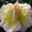 Růže velkokvětá 'Gloria Dei' - Rosa VK 'Gloria Dei'