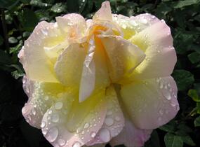 Růže velkokvětá 'Gloria Dei' - Rosa VK 'Gloria Dei'