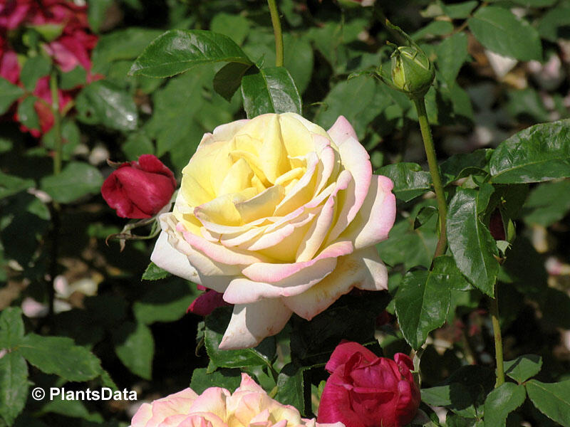 Růže velkokvětá 'Gloria Dei' - Rosa VK 'Gloria Dei'