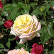 Růže velkokvětá 'Gloria Dei' - Rosa VK 'Gloria Dei'